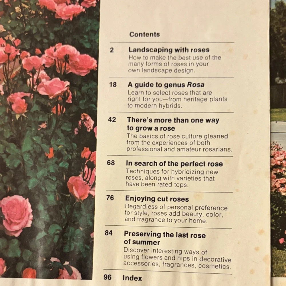 All About Roses - Pink - Picture 3 of 6